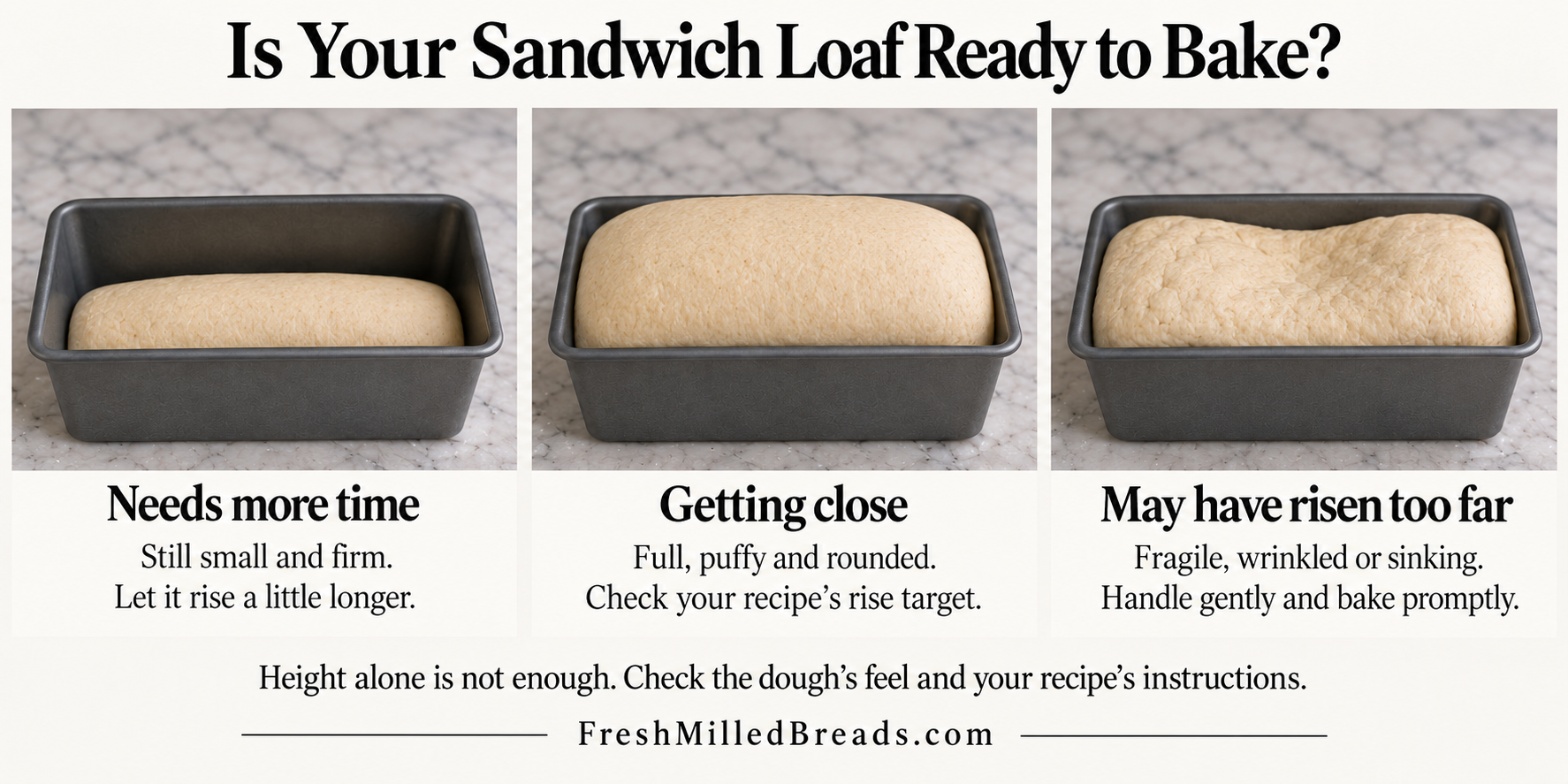 Three sandwich loaves showing dough that needs more proofing time, dough that is getting close to ready, and dough that may have risen too far